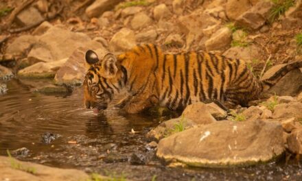 India: Climate, Vegetation and Wildlife