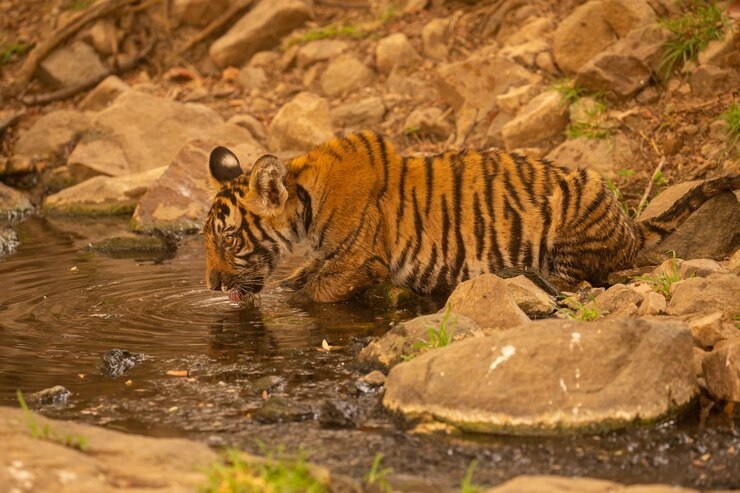 India: Climate, Vegetation and Wildlife