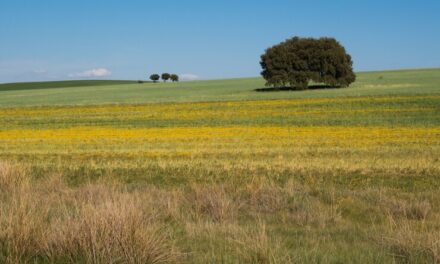 The Treeless Grasslands