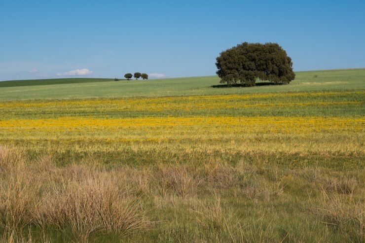 The Treeless Grasslands