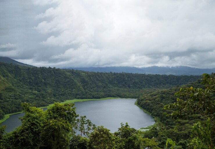 The Land of Dense Forests