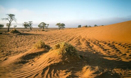 The Western Desert