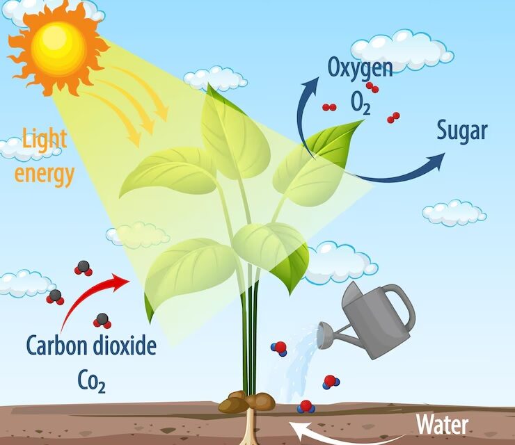 Plants: Preparing and Storing Food