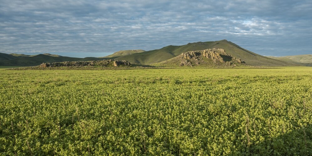 The Northern and Coastal Plains