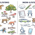 Living and Non-Living Things