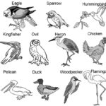 Birds and Their Body Parts