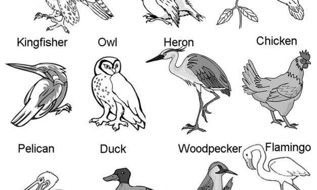 Birds and Their Body Parts