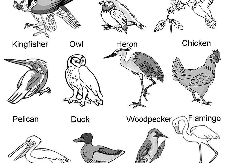 Birds and Their Body Parts