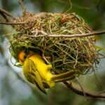 Nesting Habits of Birds