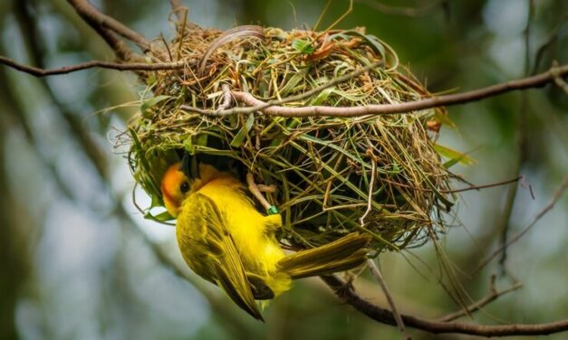 Nesting Habits of Birds