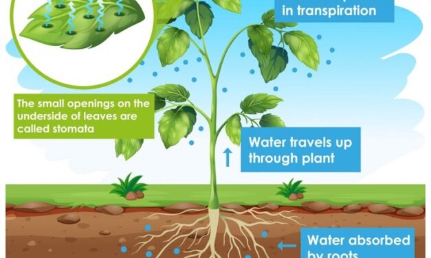 Getting to Know Plants