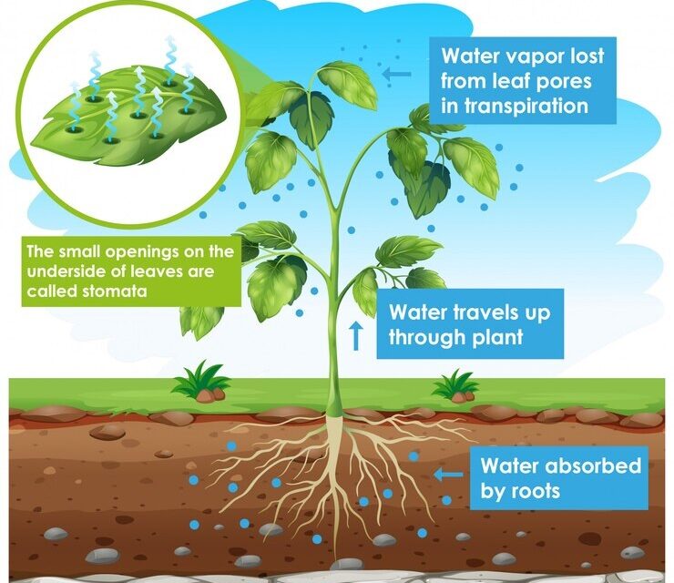 Getting to Know Plants